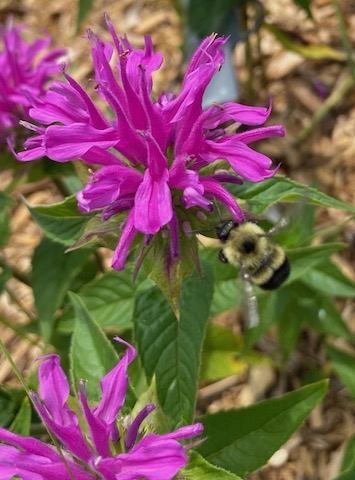 Butterfly garden 1