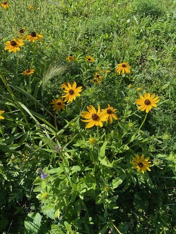 Letting the Prairie Grow 1