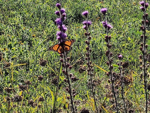 Letting the Prairie Grow 2