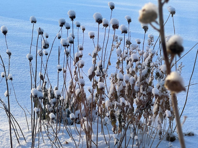 Winter Interest