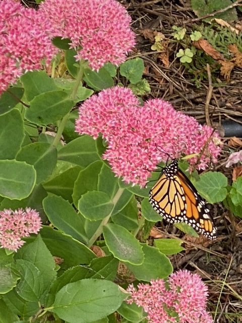 Prairie 13