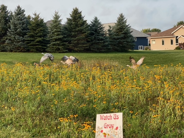 Prairie 8