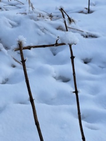Winter Interest 1