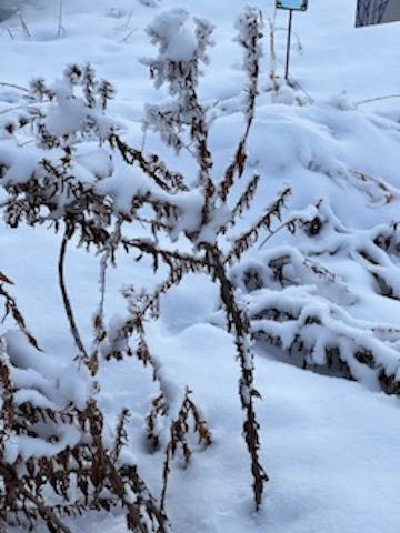 Winter Interest 3