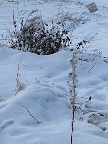 Winter Interest 5