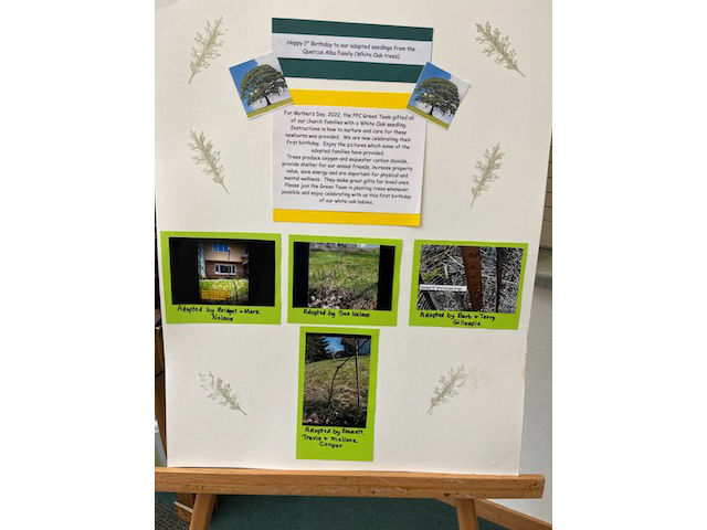 White Oak Tree Poster