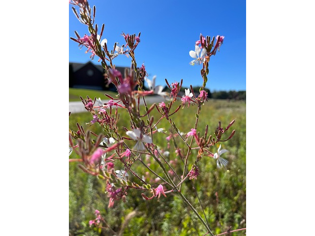 Biennial Beeblossom