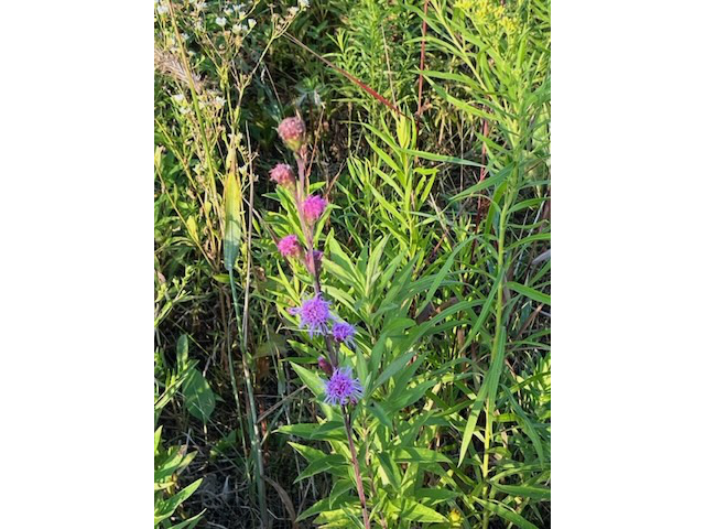 Blazing Star
