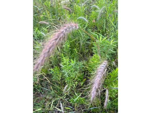 Canadian Wild Rye