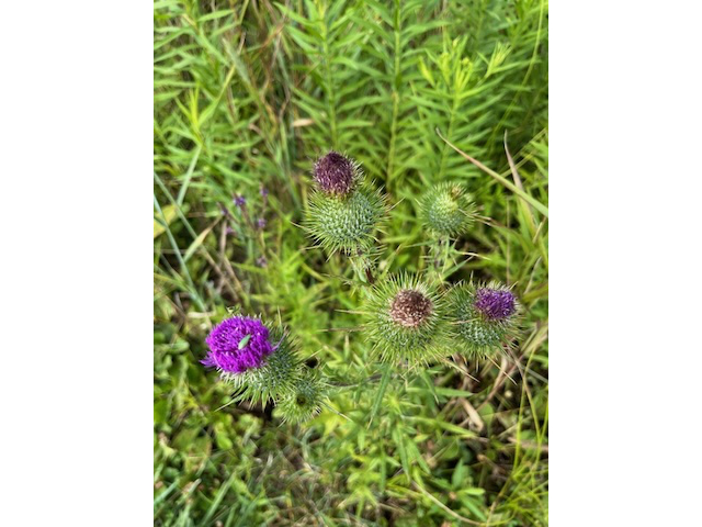 Cirsium discolor