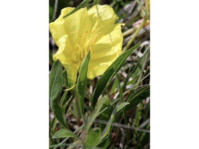 Common Evening Primrose