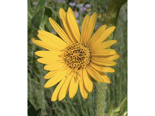 Compass plant
