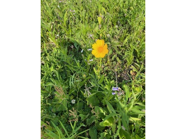 Coreopsis