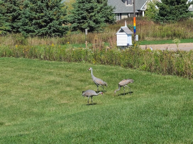 Cranes 1