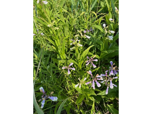 Penstemon hirsutus