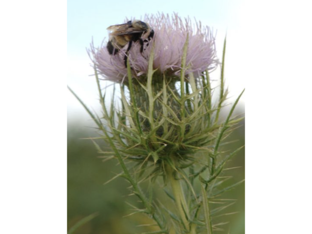 Prairie Thistle