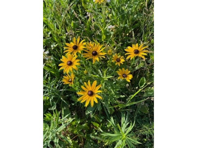 Rudbeckia hirta