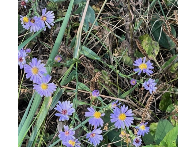 Smooth Blue Asters