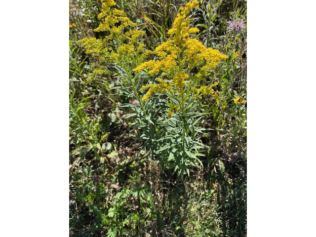 Solidago speciosa