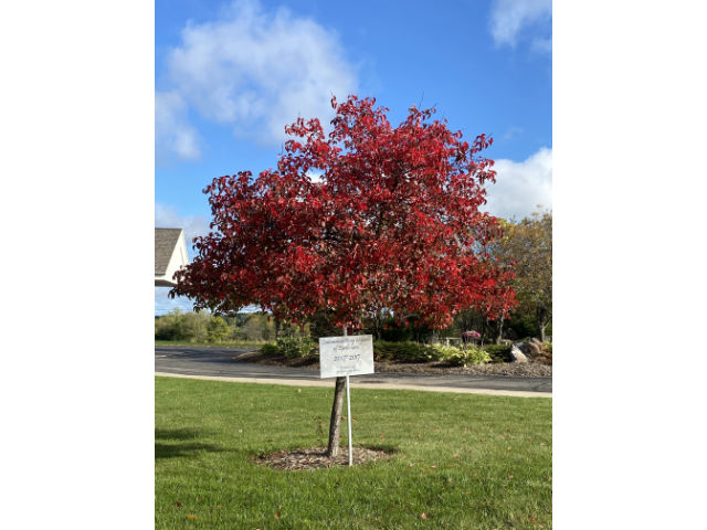 Ten Year Anniversary Tree