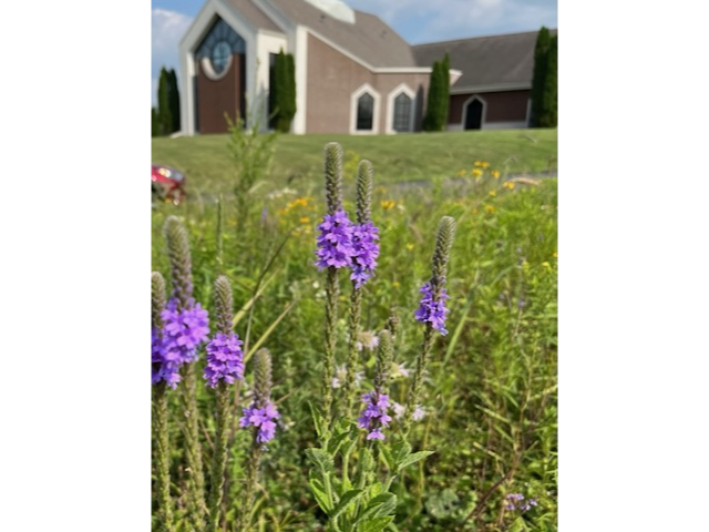 Verbena Stricta