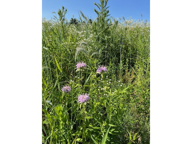 Wild Bergamot Menarda
