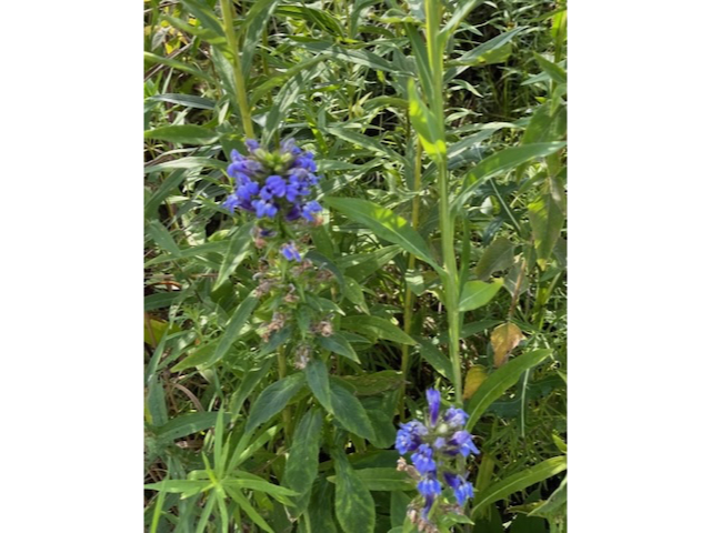 blue lobelia