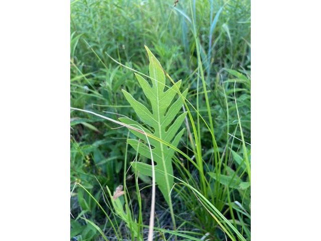 compass plant leaf