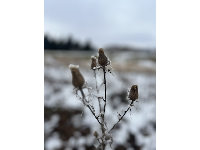 Winter Prairie 1
