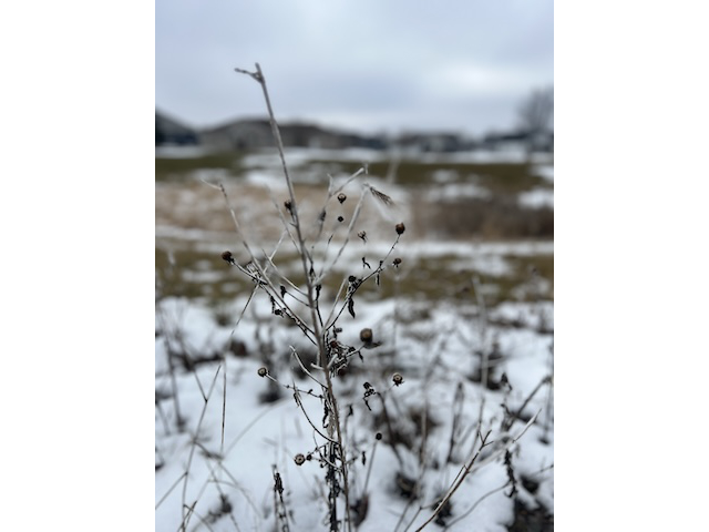 Winter Prairie 2