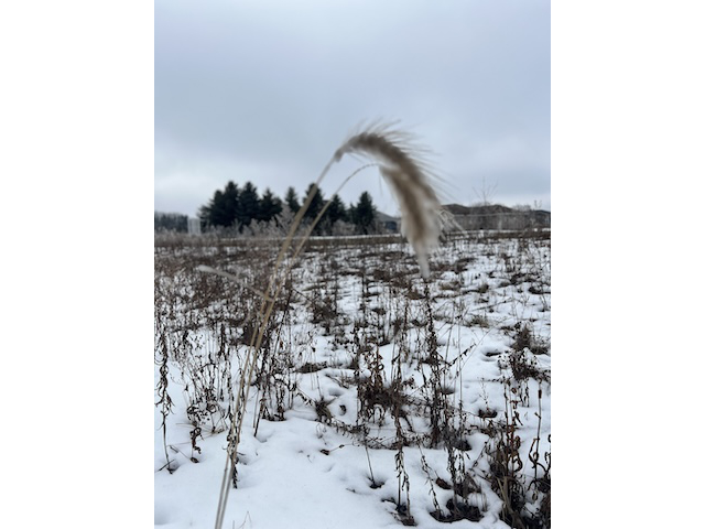 Winter Prairie 3