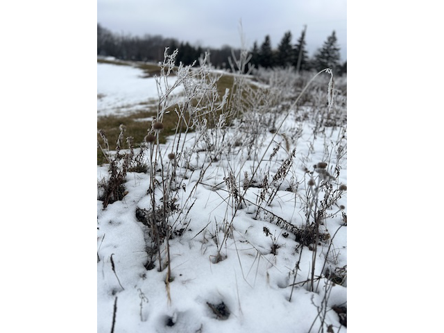Winter Prairie 6