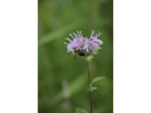 Prairiewalk3