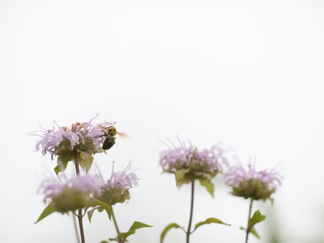 Prairiewalk4